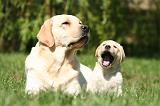 LABRADOR 1183